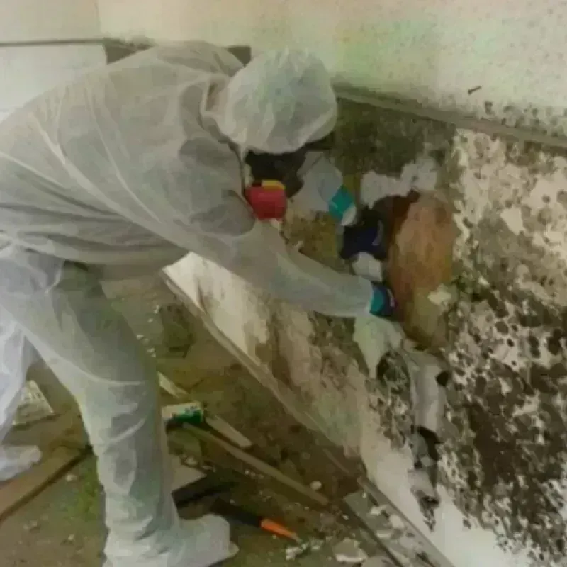 Best Mold Remediation and Removal Service in Mount Hermon, CA